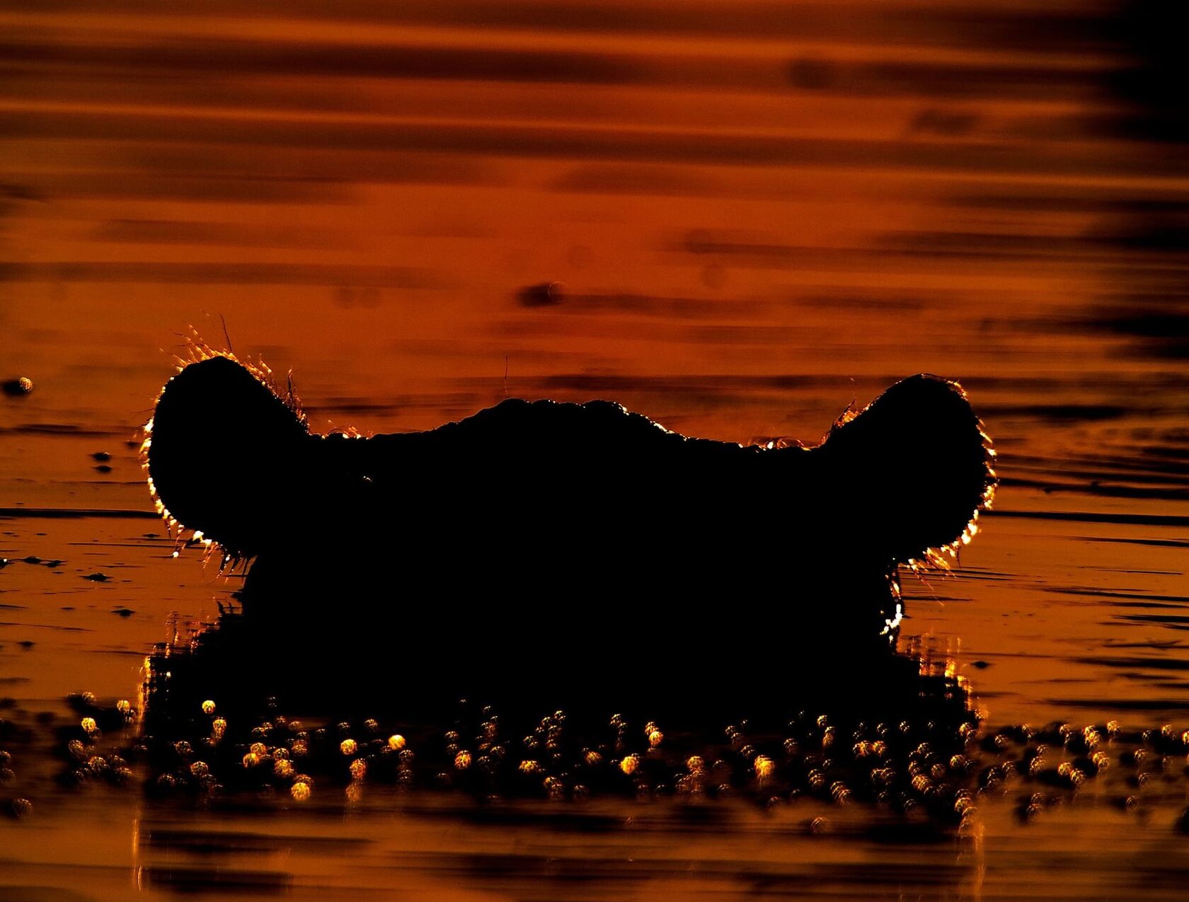 Flodhest dukker op fra floden Khwai ved solnedgang.