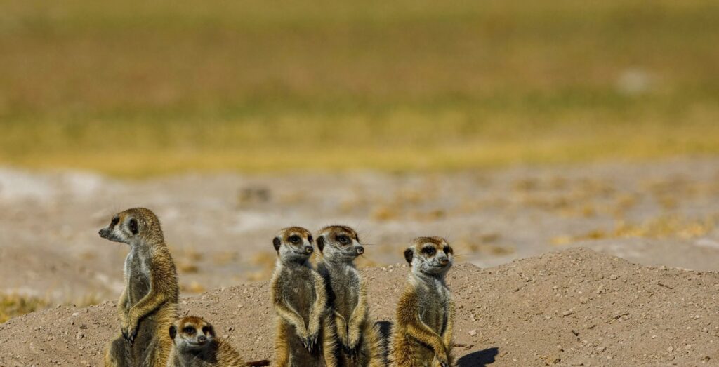 IM_BW_MAK_Meerkats