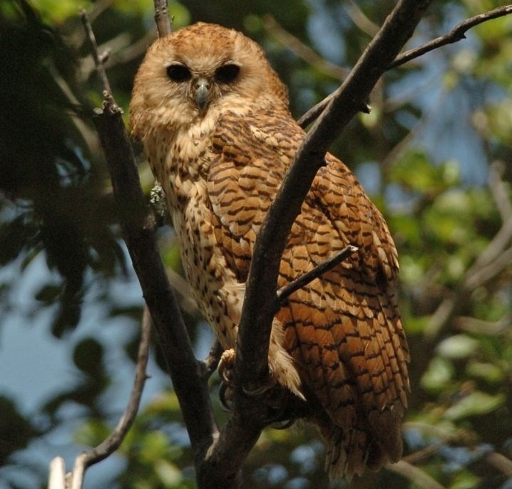 Pel's Fishing Owl sitting on a branch in Botswana's Okavango Delta