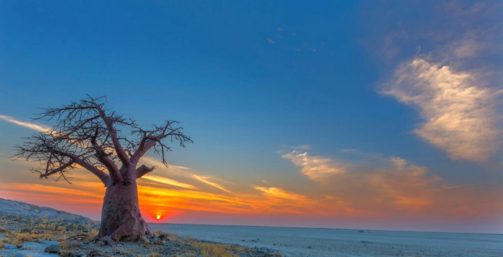 Kæmpe baobabtræ i solnedgangen ved ​​Kubu Island i Botswana.