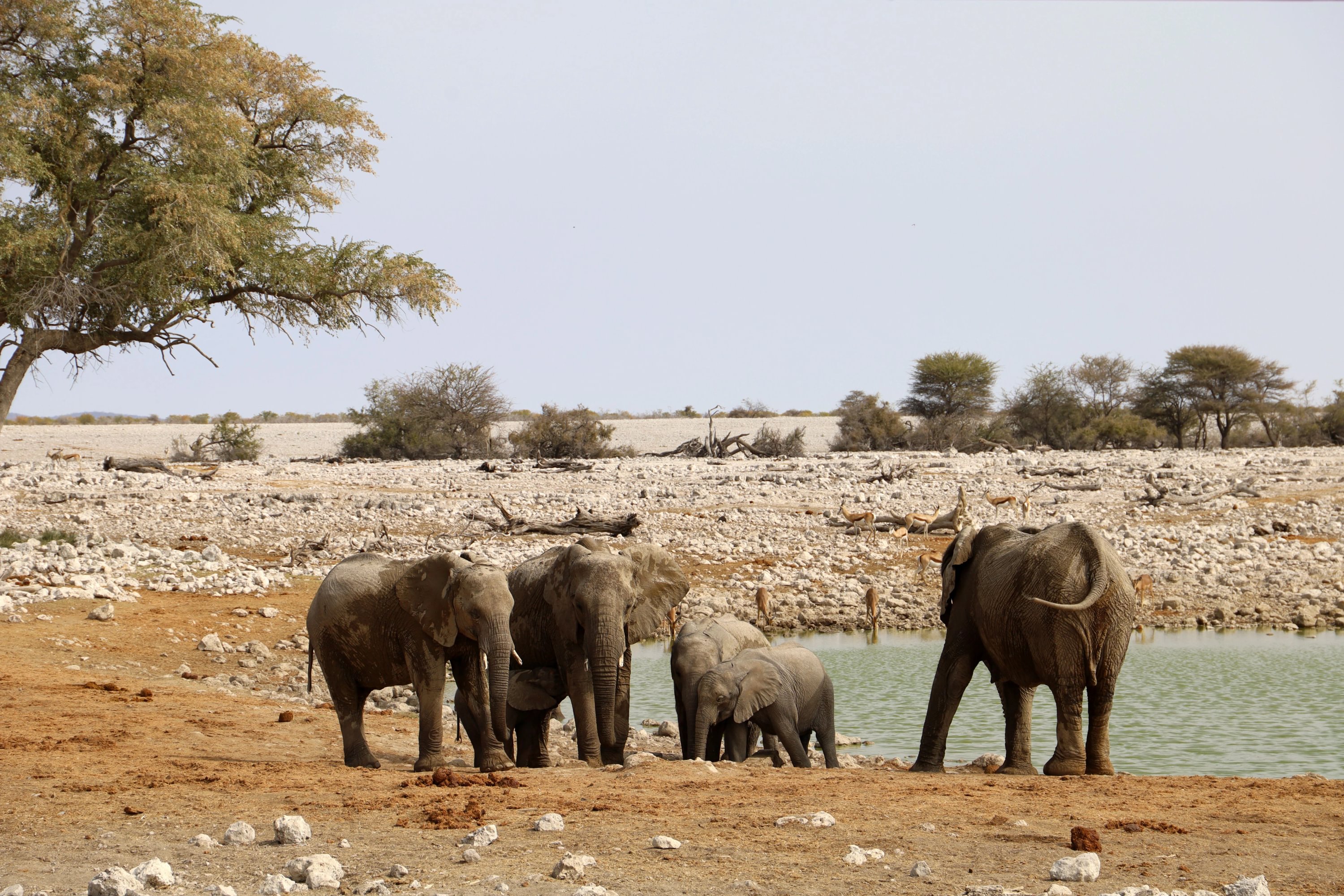 Elephant family drinking at the waterhole - Website pics