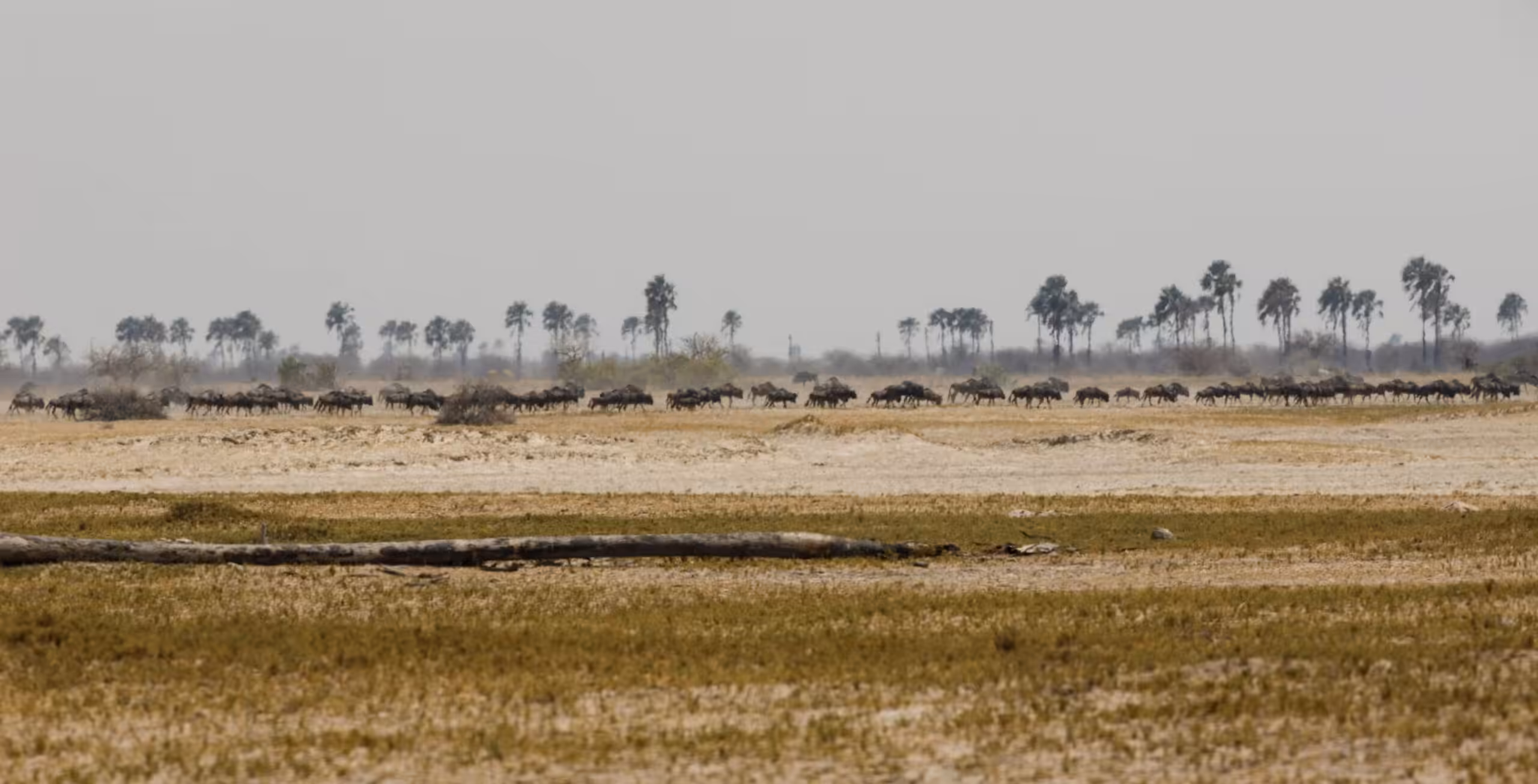 Makgadikgadi Salt Pans