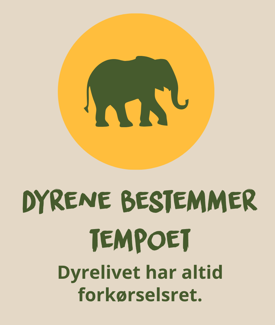 En elefant krydser vejen og kan forsinke rejsen under en safari i Botswana.