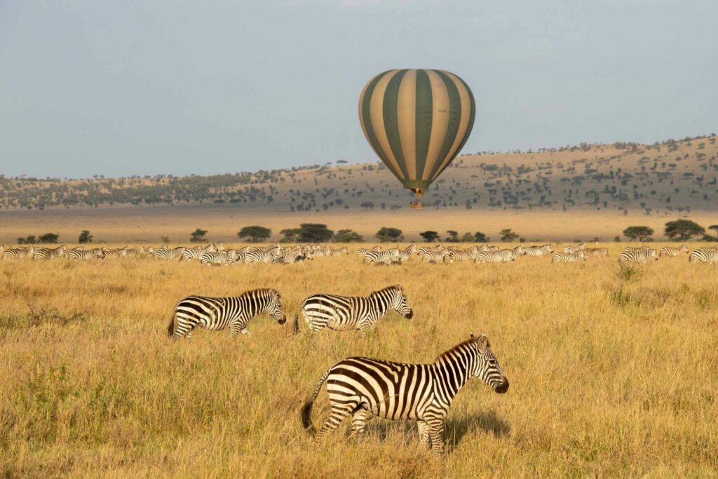 En luftballon flyver henover savannen og en flok zebraer i Masai Mara