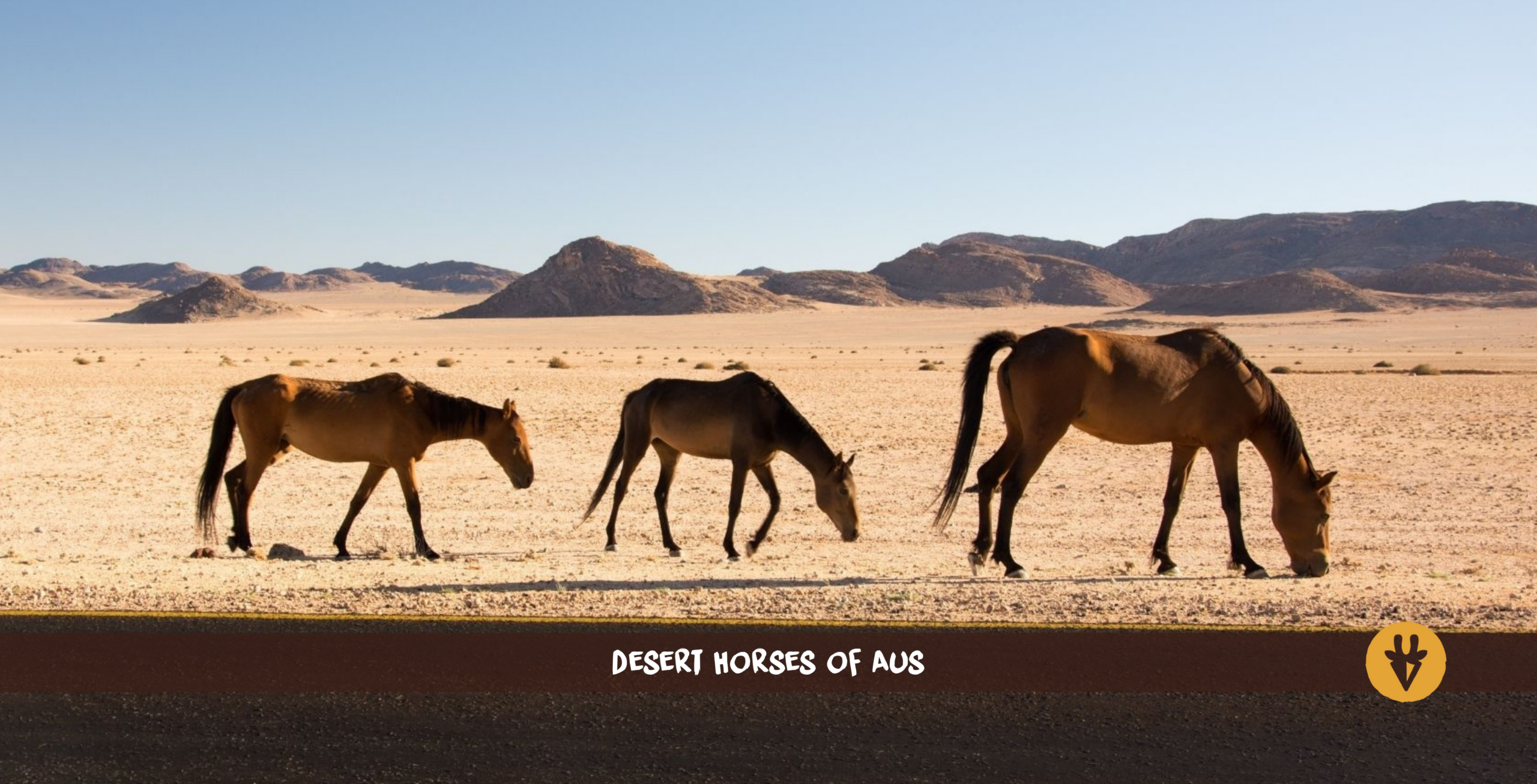 Tre ørkenheste i Namibia vandrer over den tørre ørken med bjerge i baggrunden