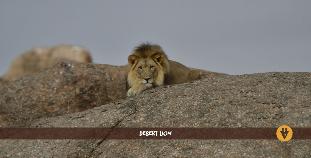Ørkenløve ligger på en stor grå klippe i Kunene Damaraland