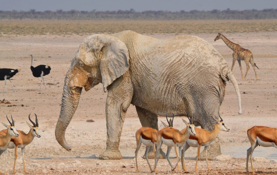 Elefant omgivet af springbukke, strudse og en giraf i Etosha National Park i Namibia