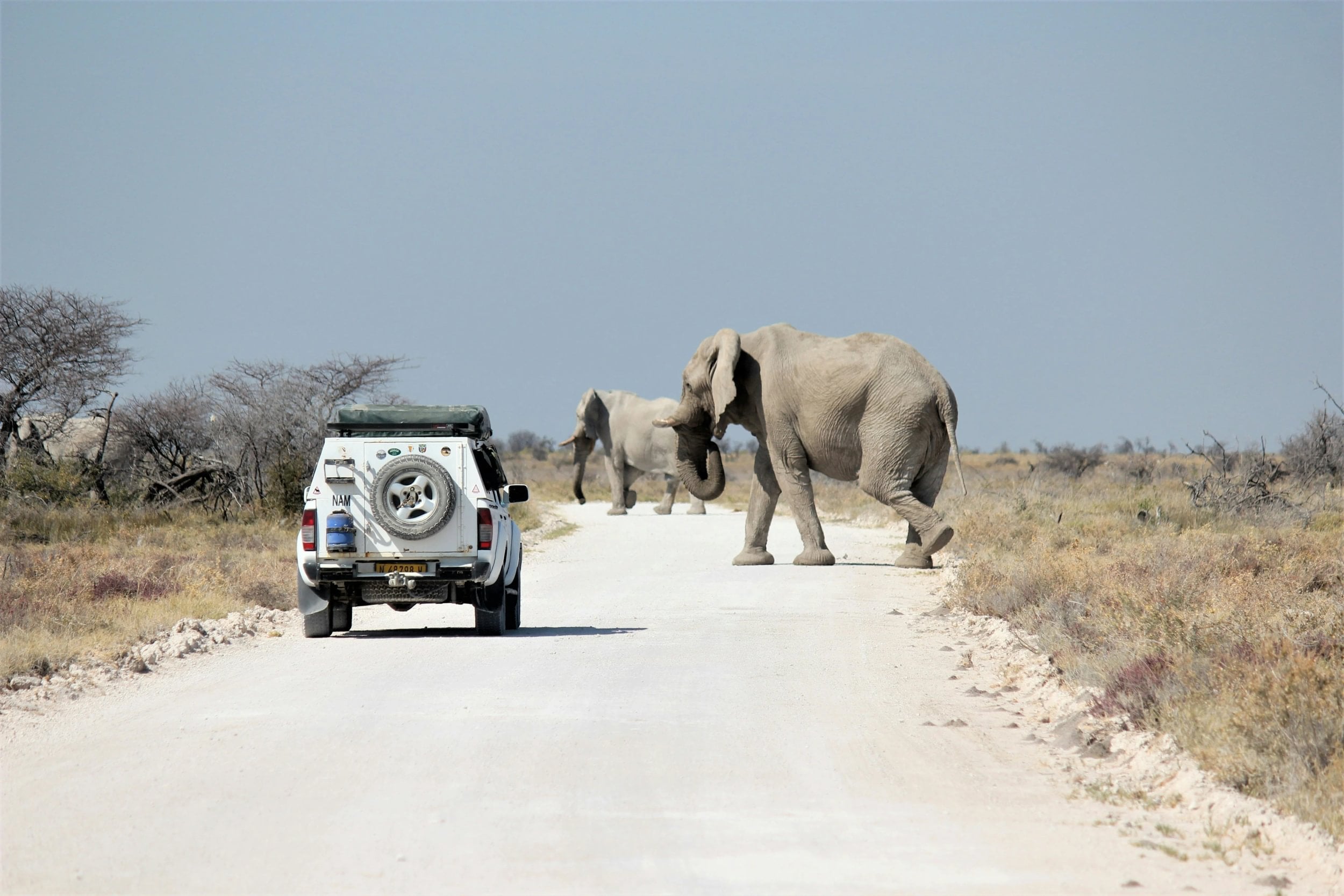 To elefanter krydser vejen foran en safari-jeep i Etosha National Park i Namibia