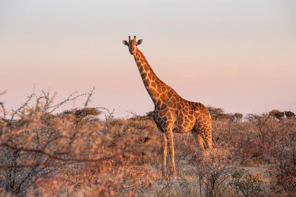 Giraf stående på en mark omgivet af buske under solnedgang i Etosha National Park i Namibia.