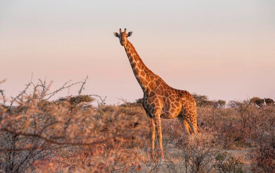 Giraf stående på en mark omgivet af buske under solnedgang i Etosha National Park i Namibia.