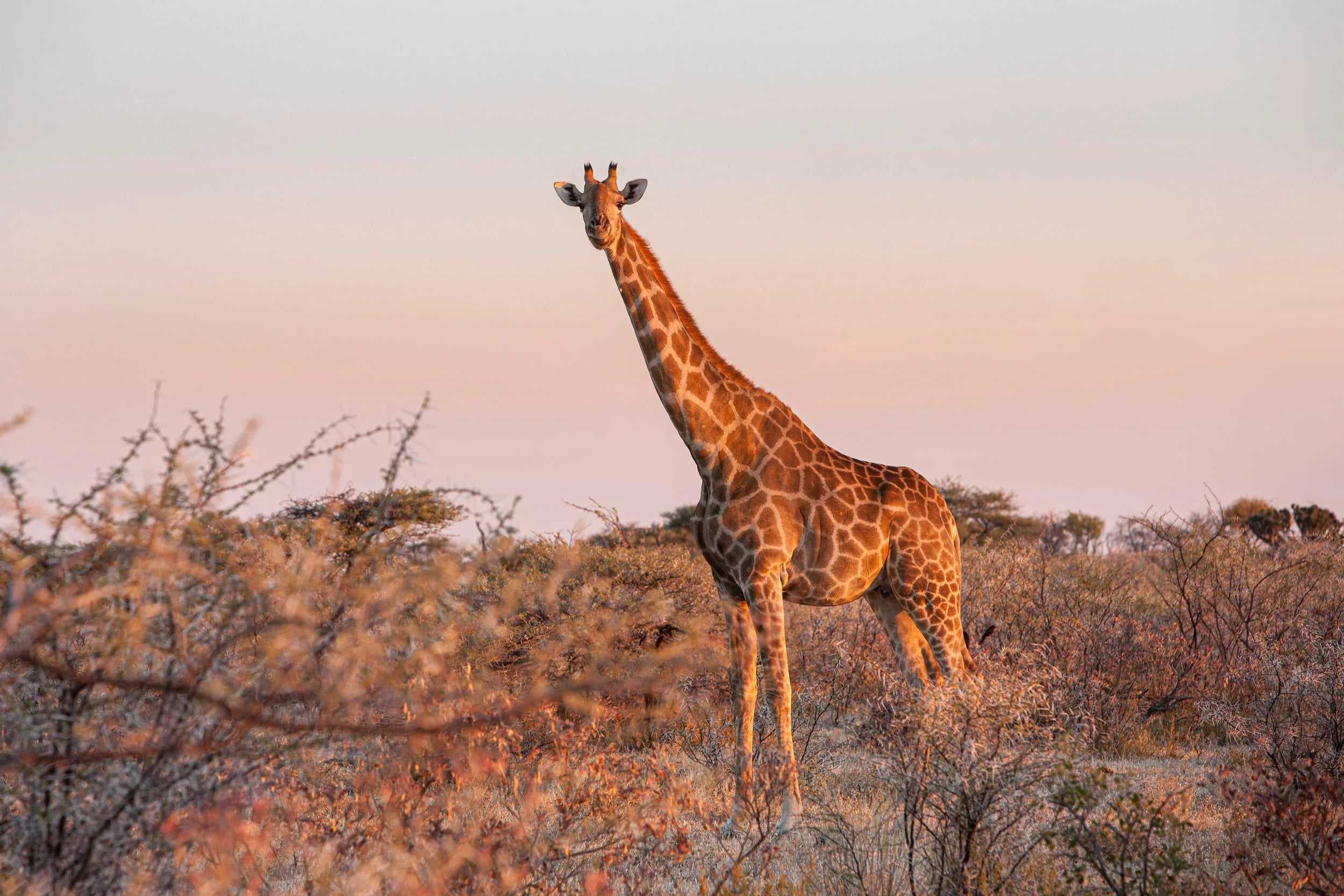 Giraf står på en mark omgivet af buske i solnedgangen i Etosha National Park i Namibia