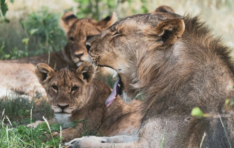 En gabende løve med løveflok hviler sig i skyggen i Etosha National Park i Namibia.