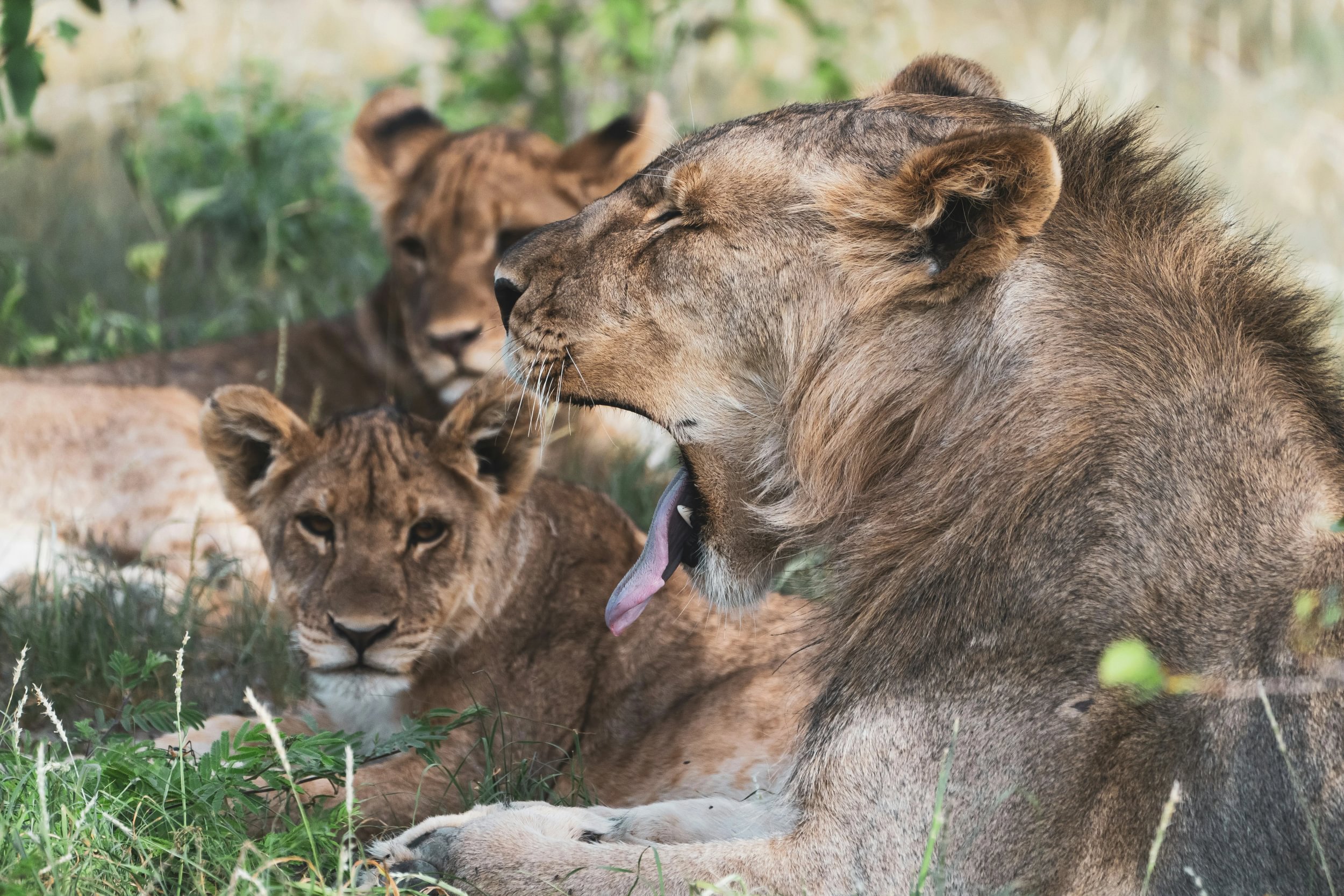 Løveflok hviler i skyggen i Namibias Etosha National Park, mens en af løverne gaber
