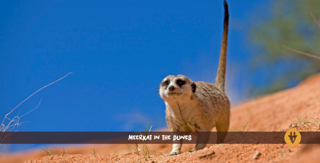 Meerkat in the dunes