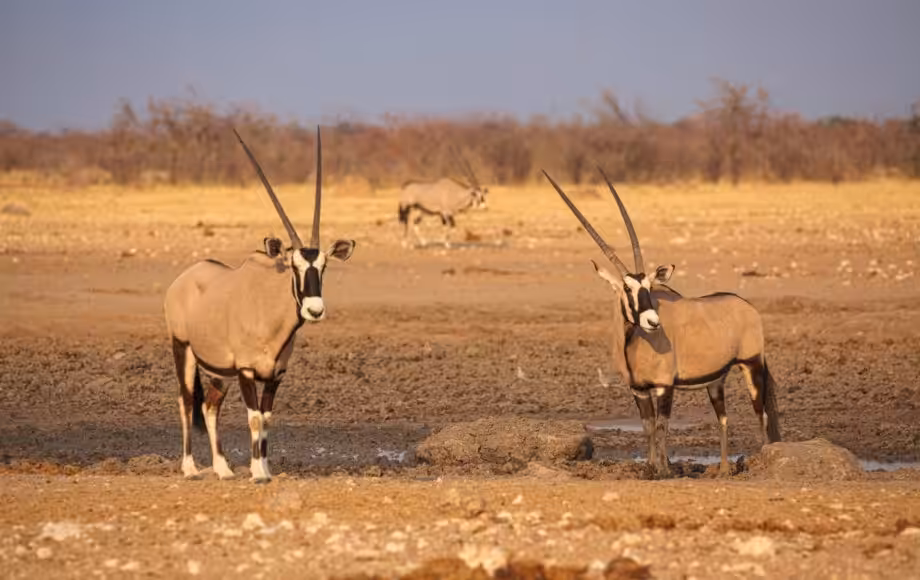 Oryxantiloper ved et udtørret vandhul i Etosha National Park