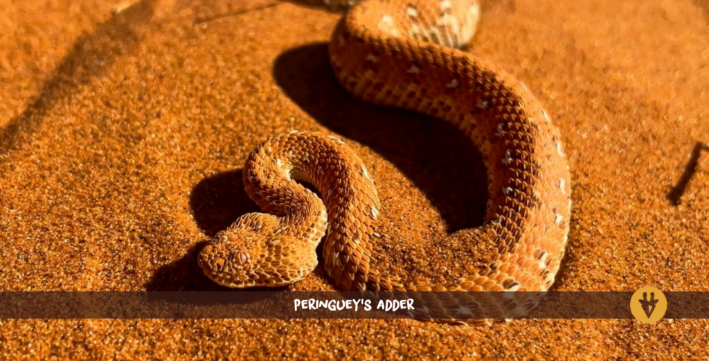 Peringuey's adder