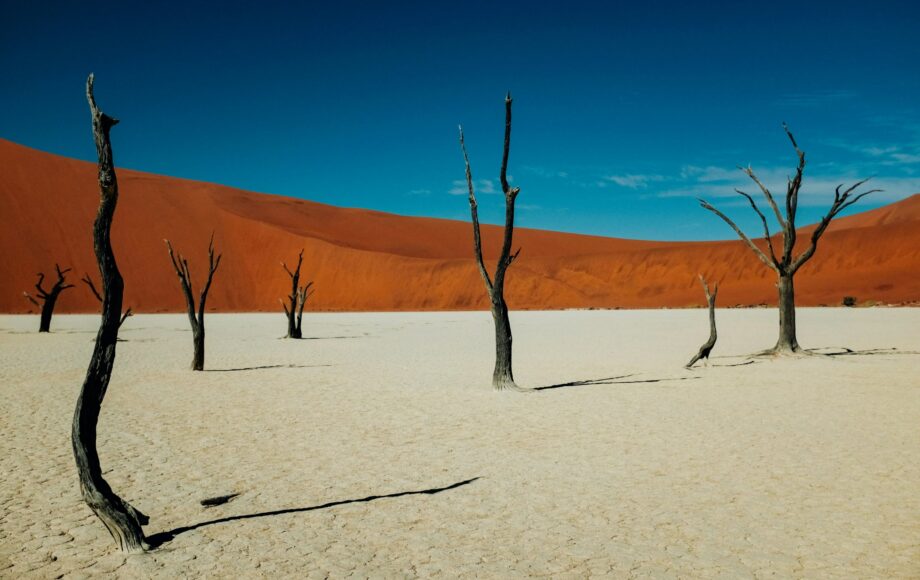Forstenede træer i Deadvlei i Sossusvlei National Park i Namibia