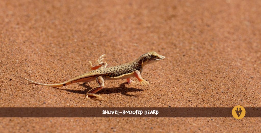 Shovel-snouted lizard