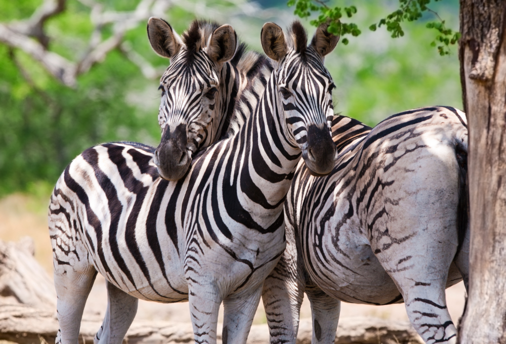To zebraer står tæt op ad hinanden i Kruger National Park, Sydafrika