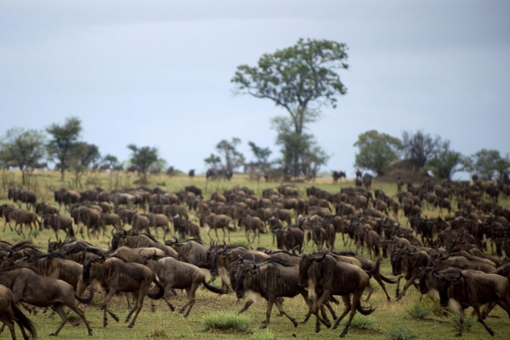 En stor flok gnuer vandrer henover Tanzanias savanner