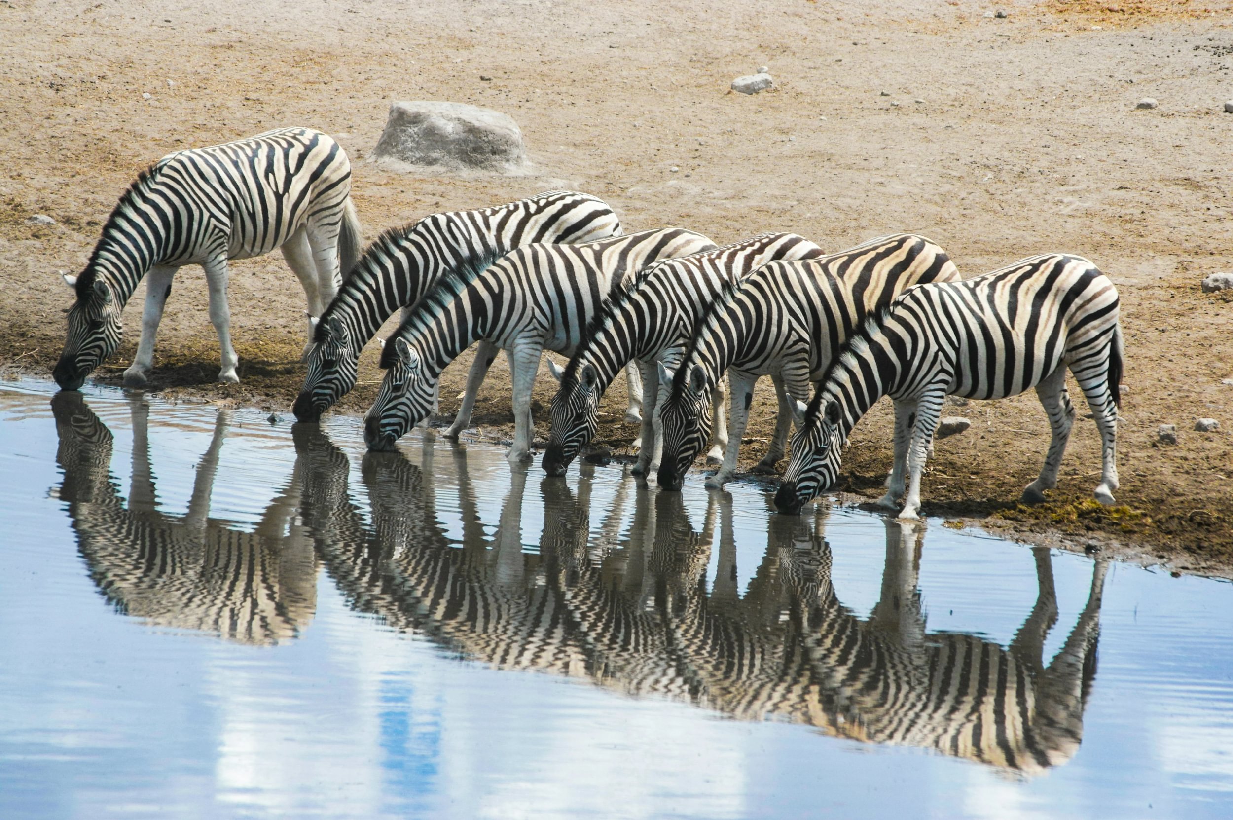 Zebraer spejler sig i vandet, mens de drikker ved et vandhul i Namibias Etosha National Park