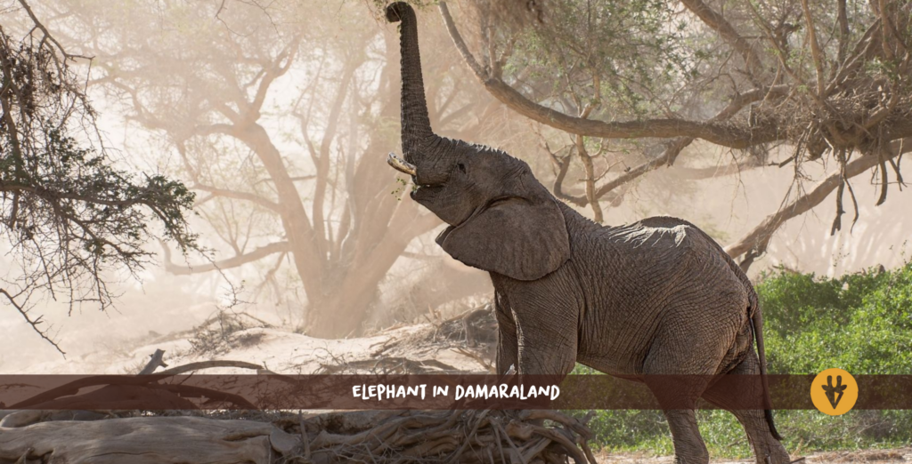 En ørkenelefant står på et væltet træ i Kunene Damaraland og rækker sin snabel op i et træ