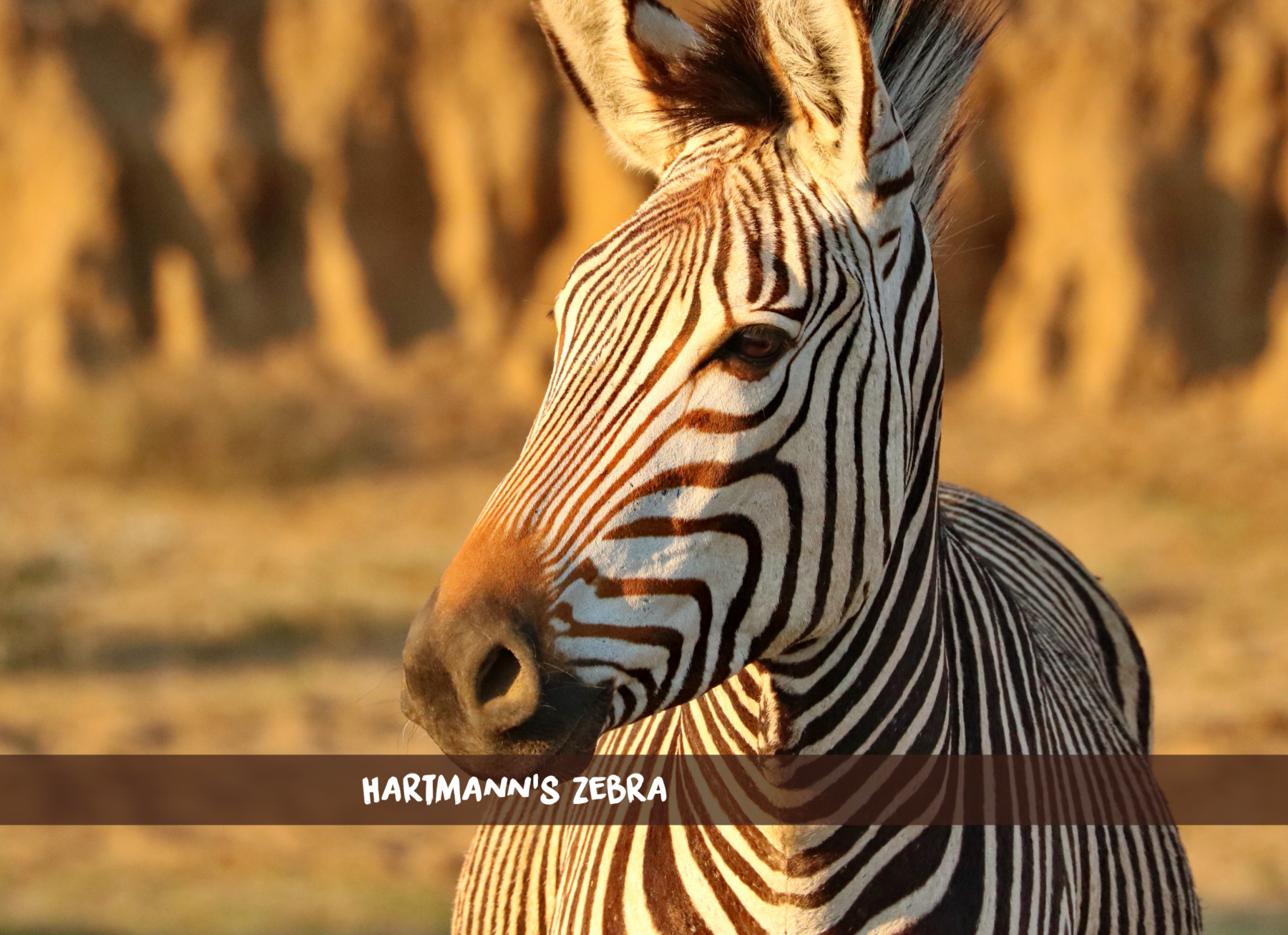 Hartmanns bjergzebra i Namibia