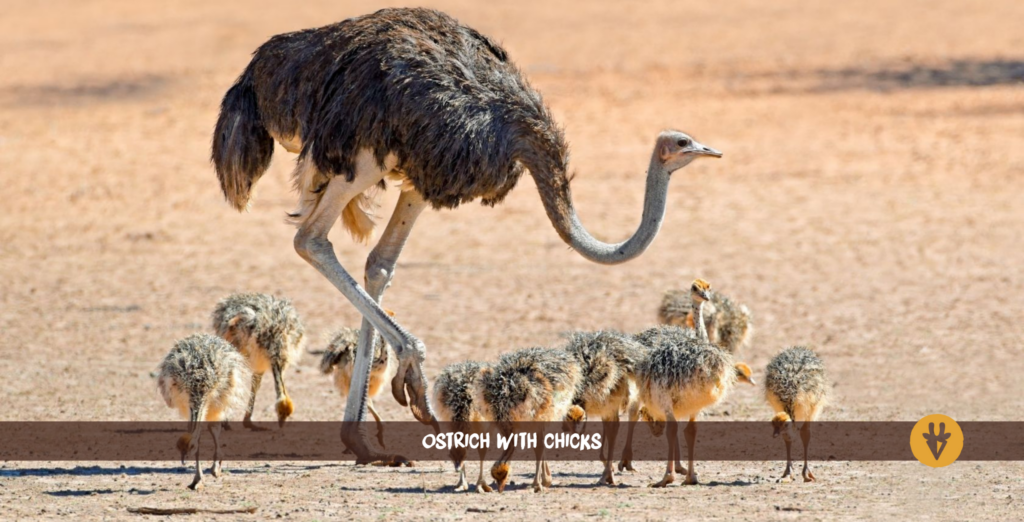 ostrich with chicks