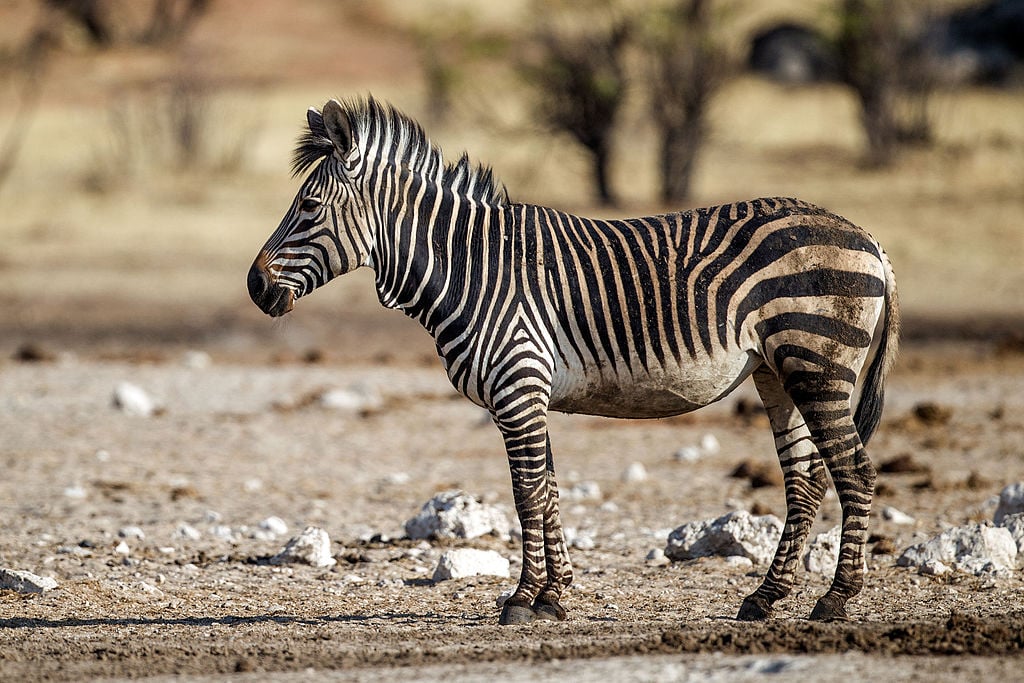 1024px-Equus_zebra_hartmannae_-_Etosha_2015