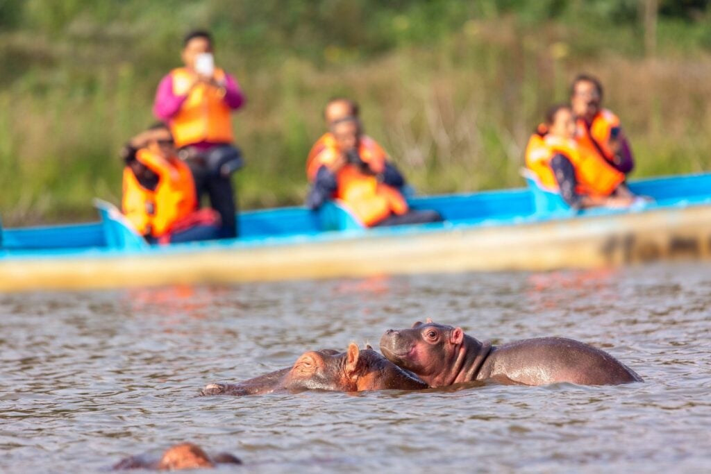 En gruppe rejsende på bådsafari har spottet en flok svømmende flodheste i Lake Naivasha
