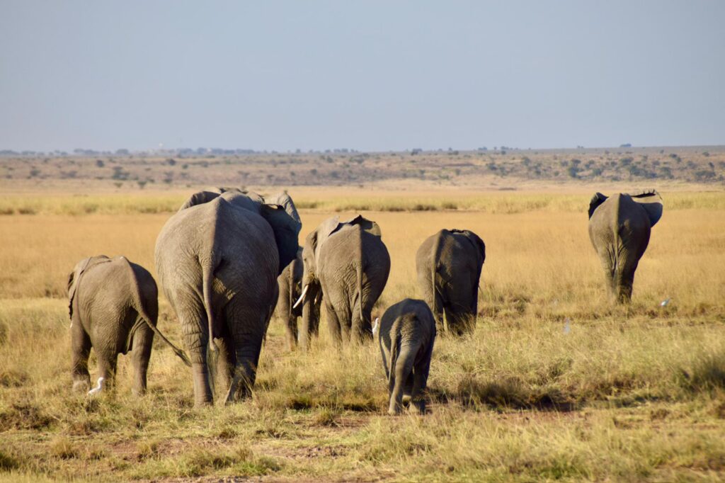 Elefantflok med unge kalve går hen over den åbne savanne i Kenya