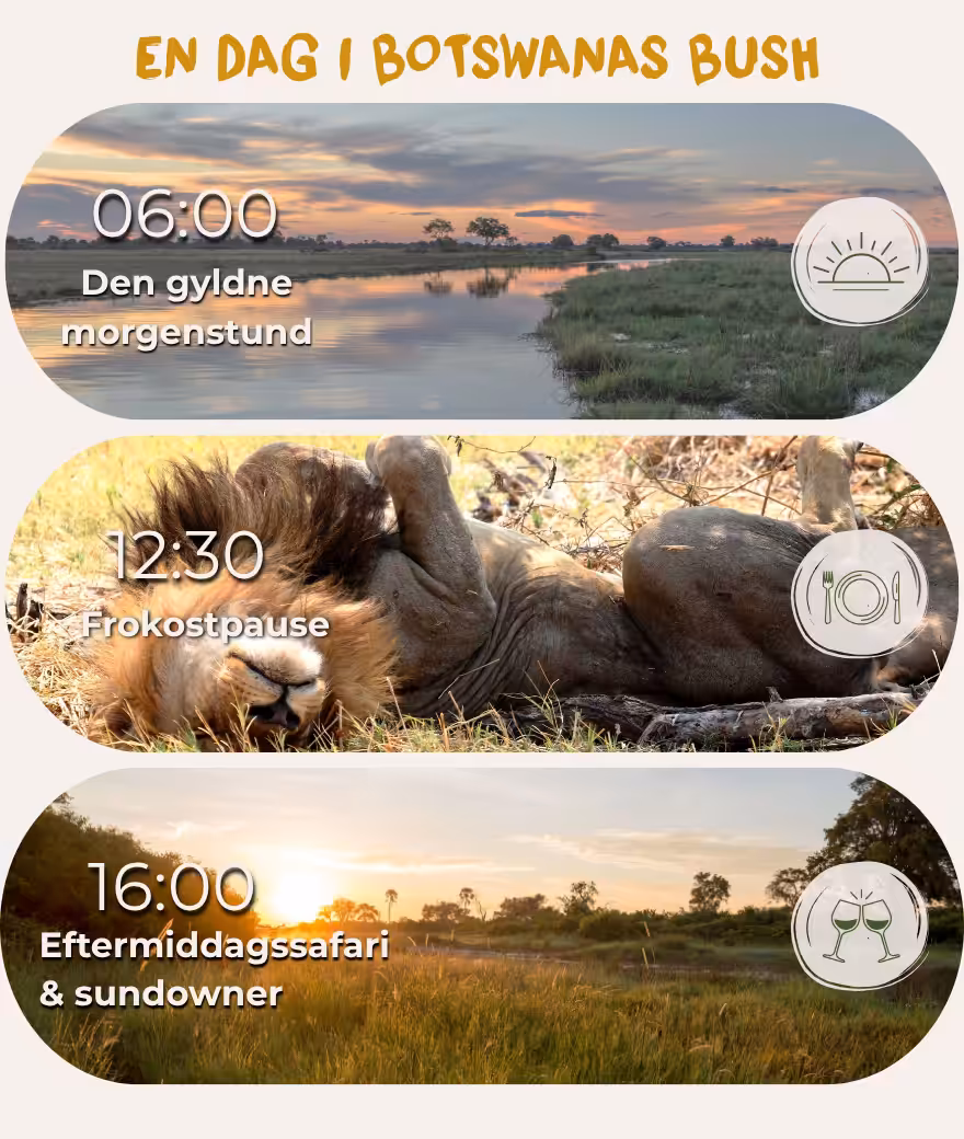 Typisk dagsprogram for en safari i Botswana: morgenaktivitet kl. 06:00, middagssiesta kl. 12:30 og eftermiddagssafari med sundowner kl. 16:00