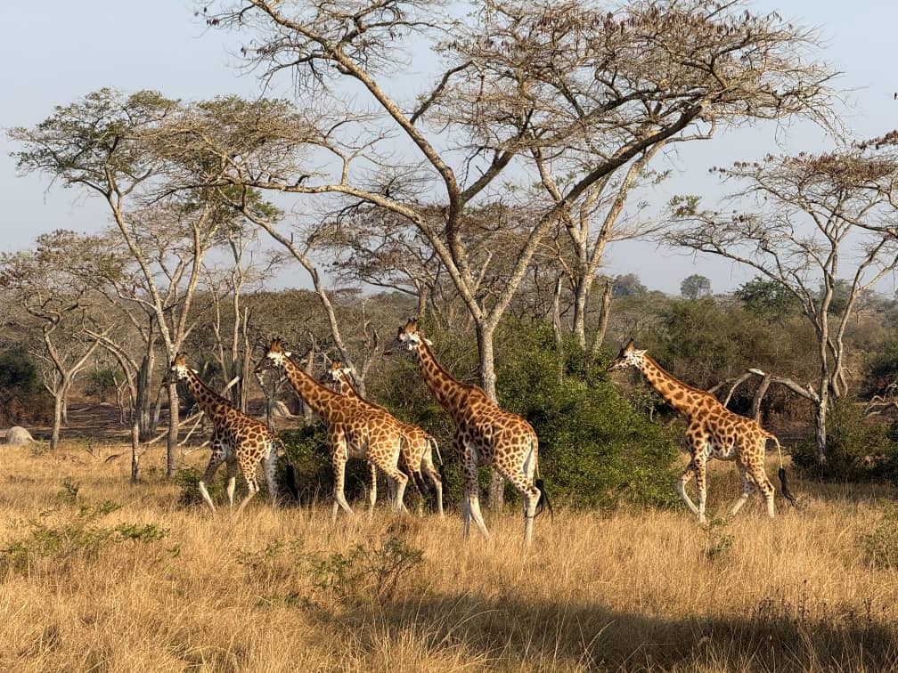 En flok giraffer græsser under et par akacietræer på den ugandiske savanne