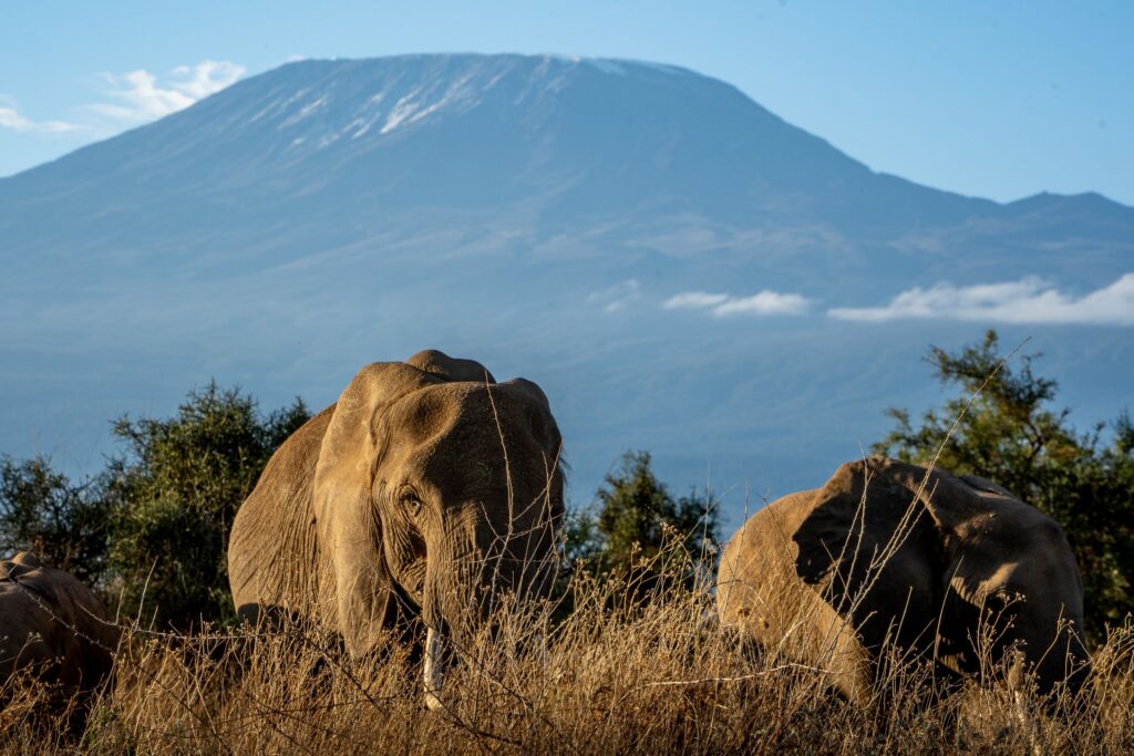 IM_KE_AMB_ Elephants in front of Mount Kilimanjaro