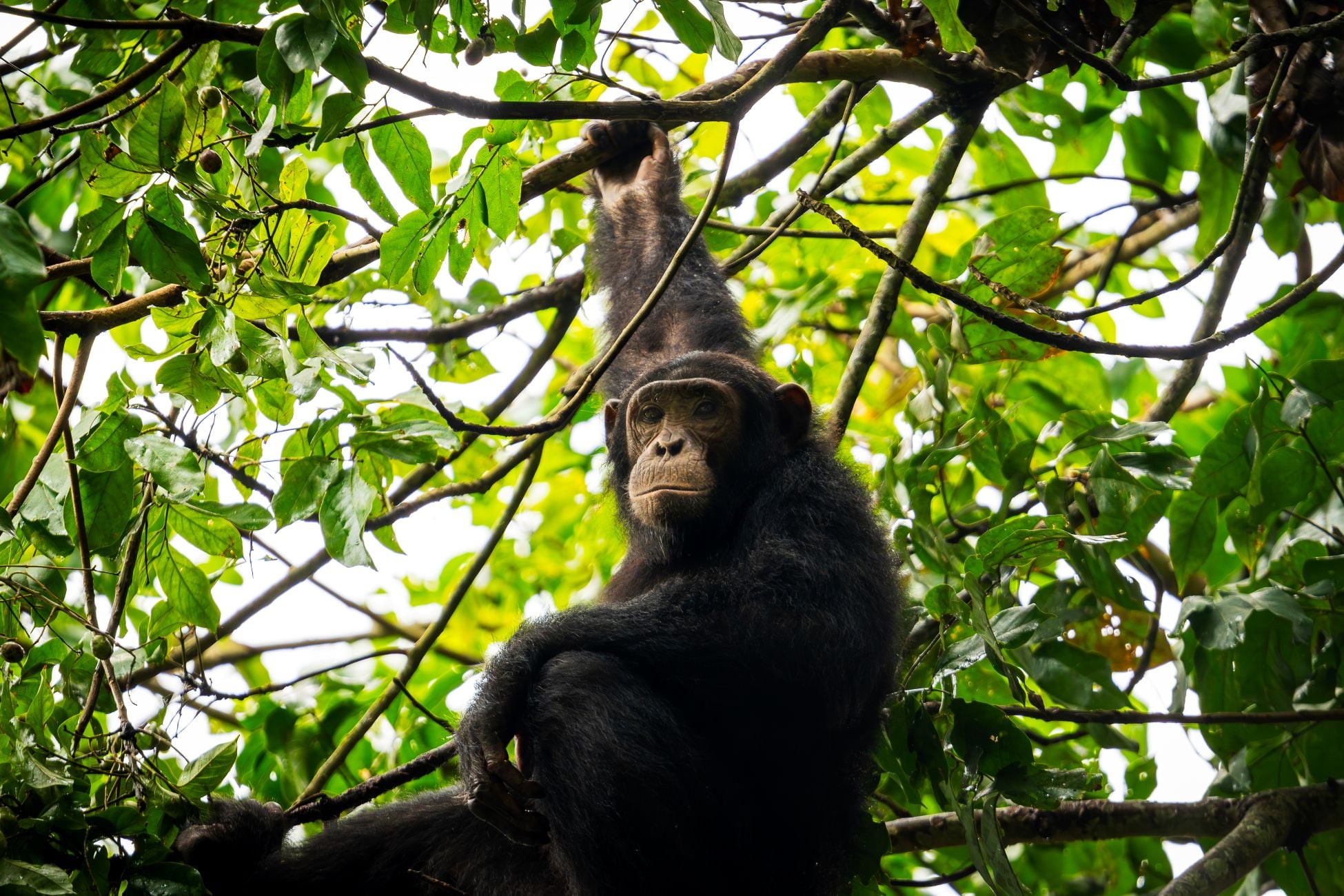 IM_UG_QE_ Chimp trekking_Chimp in tree(6)