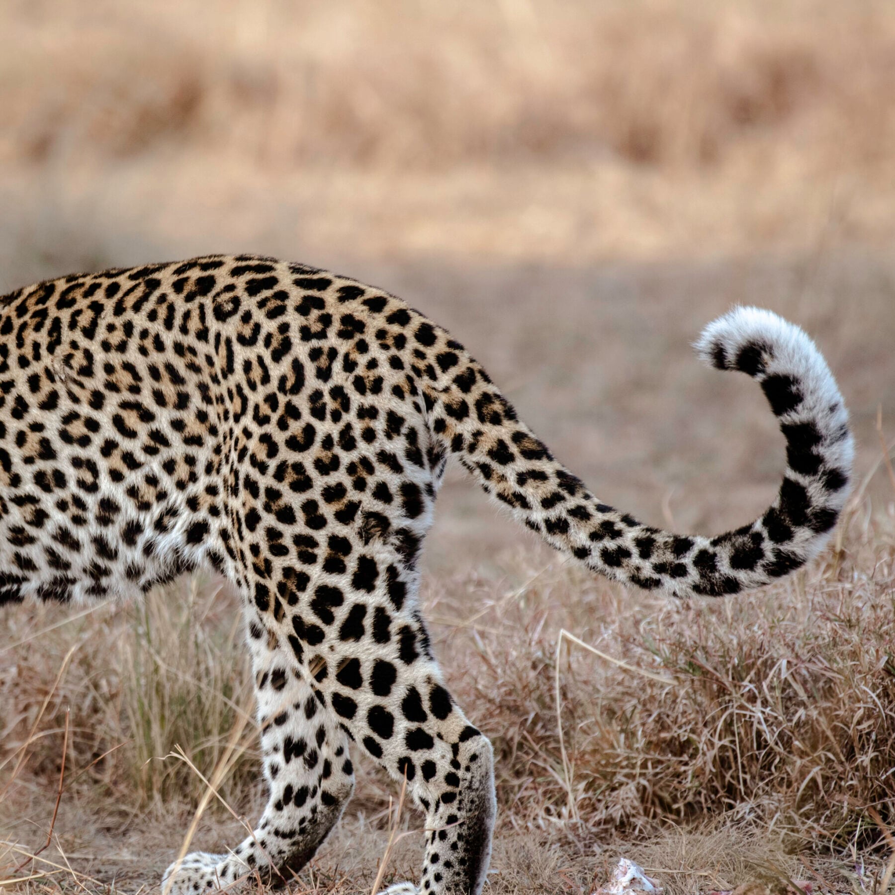 En leopard går gennem det tørre græs i Queen Elizabeth National Park, Uganda