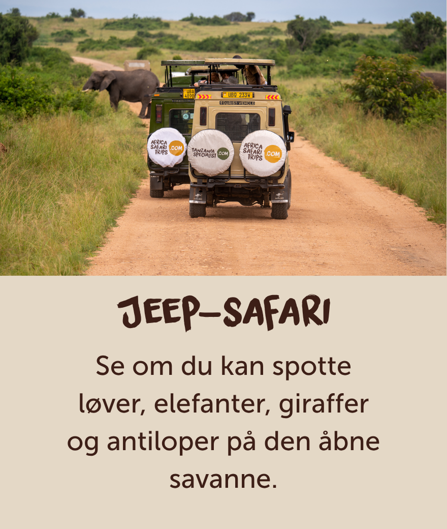 Privat safari-jeep, der kører forbi en elefant under en safari i Uganda