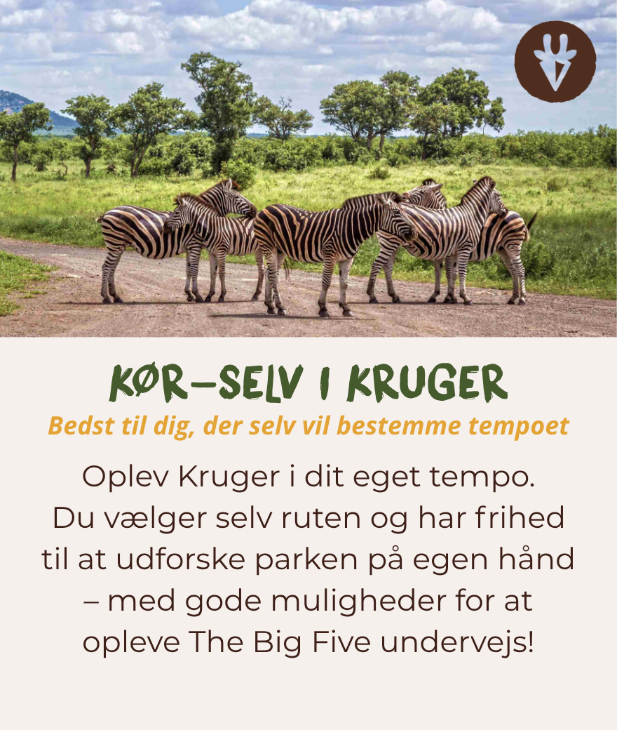Kør-selv-safari i Kruger – masser af frihed, værdi for pengene og udforskning i dit eget tempo