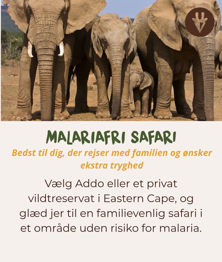 Malariafri familiesafari i Addo Elephant National Park eller Eastern Cape