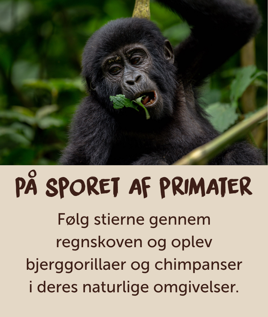 Ung bjerggorilla spiser blade i Ugandas regnskov