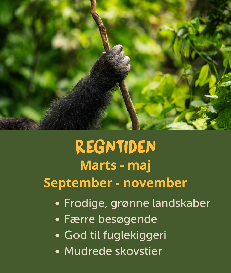 De mere våde måneder i Uganda er fra marts til maj og fra september til november, hvor landskaberne er frodige, der er færre besøgende, og der er fremragende muligheder for at se fugle