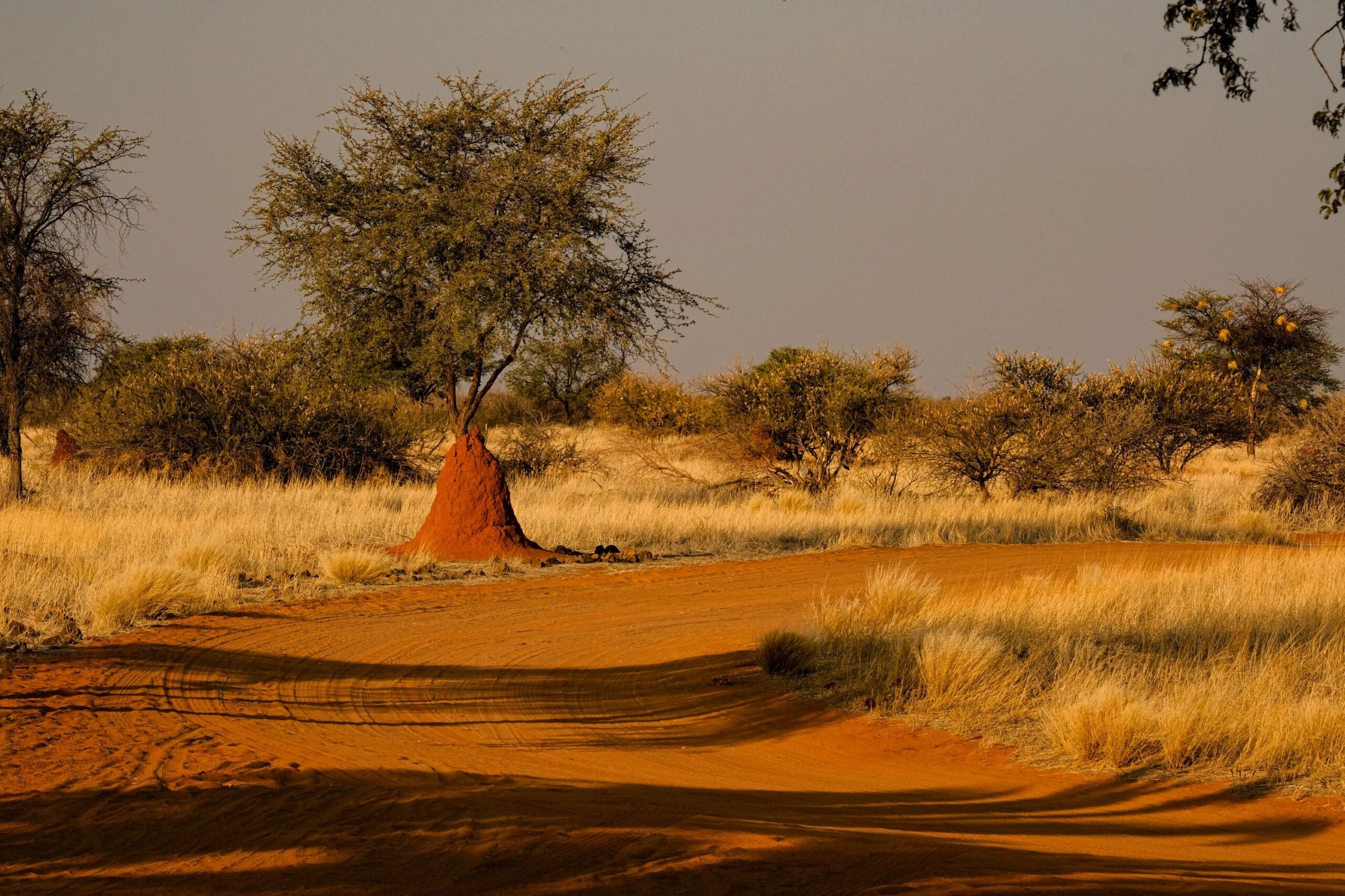 Termite mound at golden hour - Website pics