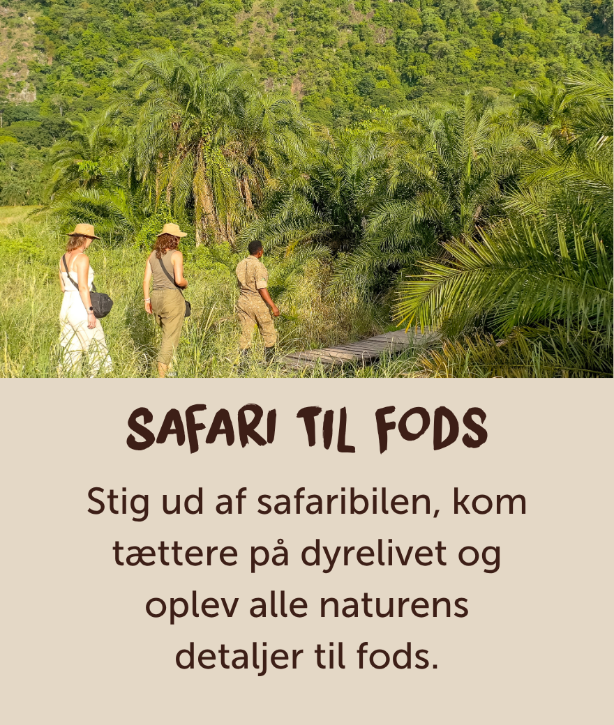 Rejsende, der udforsker Ugandas grønne landskaber på en guidet safari til fods