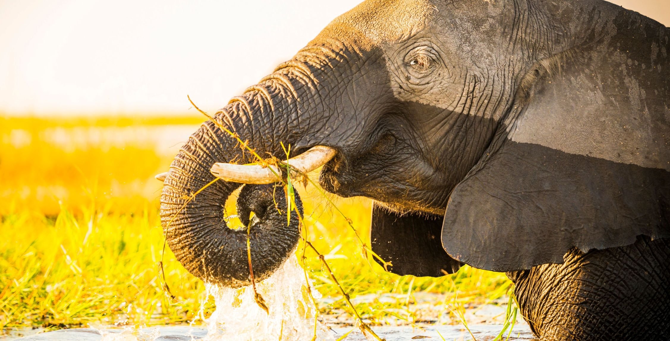 Elephant drinking water - Website pics